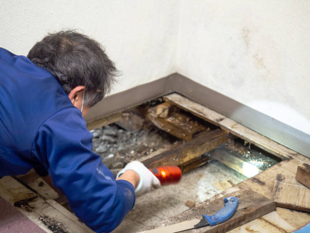 Best Commercial Mold Remediation in Las Flores, CA