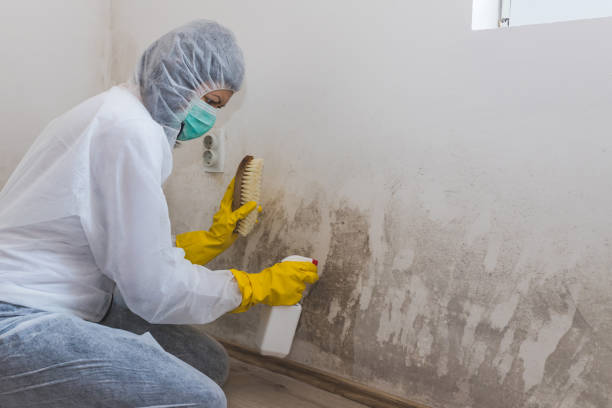 Best HVAC Mold Remediation in Las Flores, CA