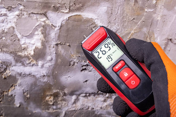 Best Localized Mold Remediation (e.g., coastal areas, humid climates) in Las Flores, CA