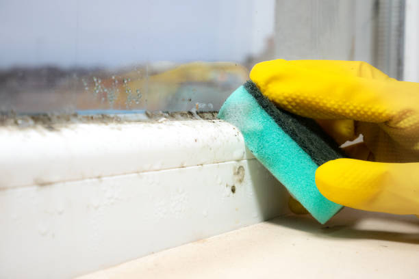 Best Basement Mold Remediation in Las Flores, CA