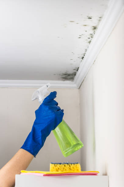 Best Preventive Mold Services in Las Flores, CA